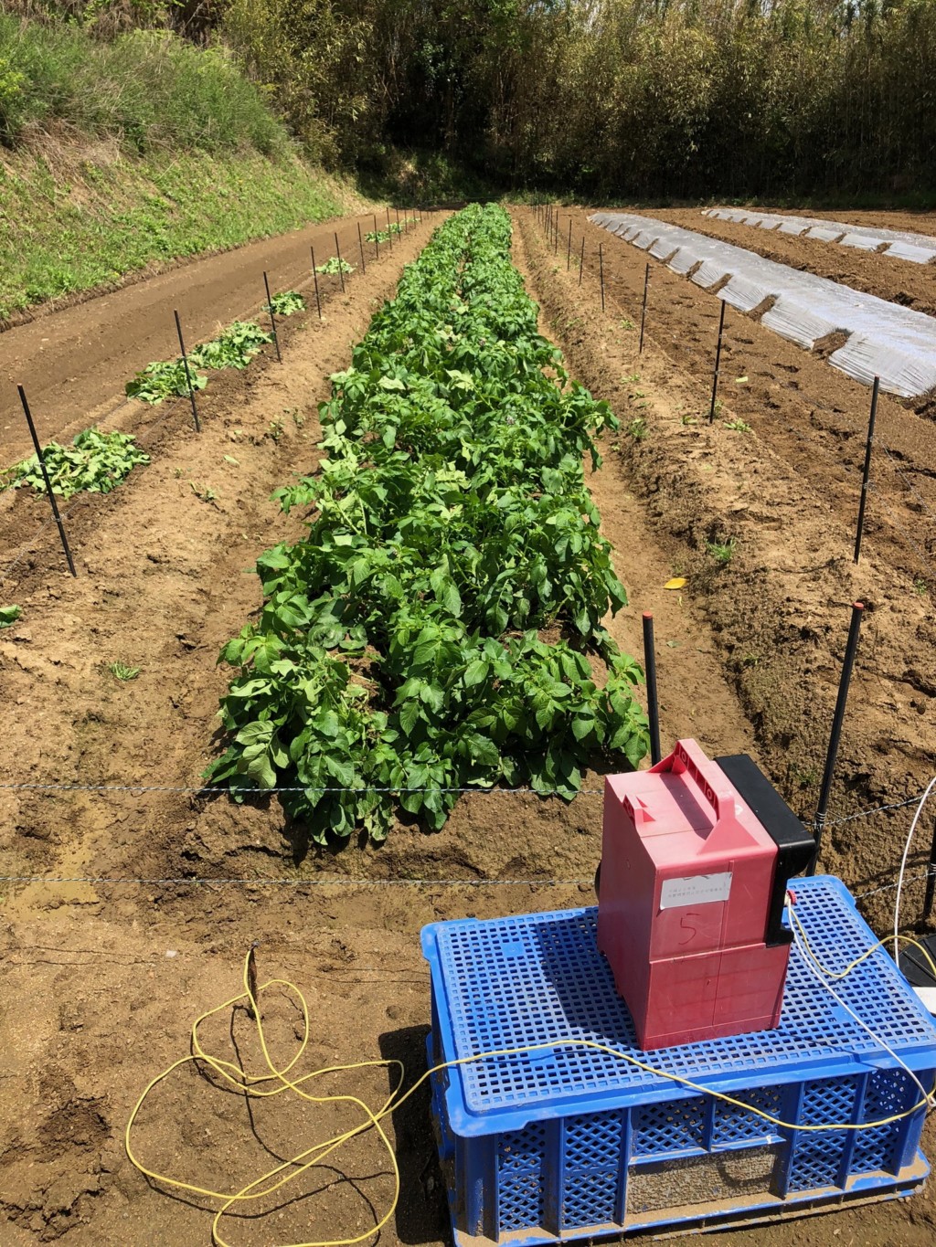 〜福岡　週末農業（第２回目作業）〜　苗植え作業と害虫（テントウムシダマシ）との出会い　