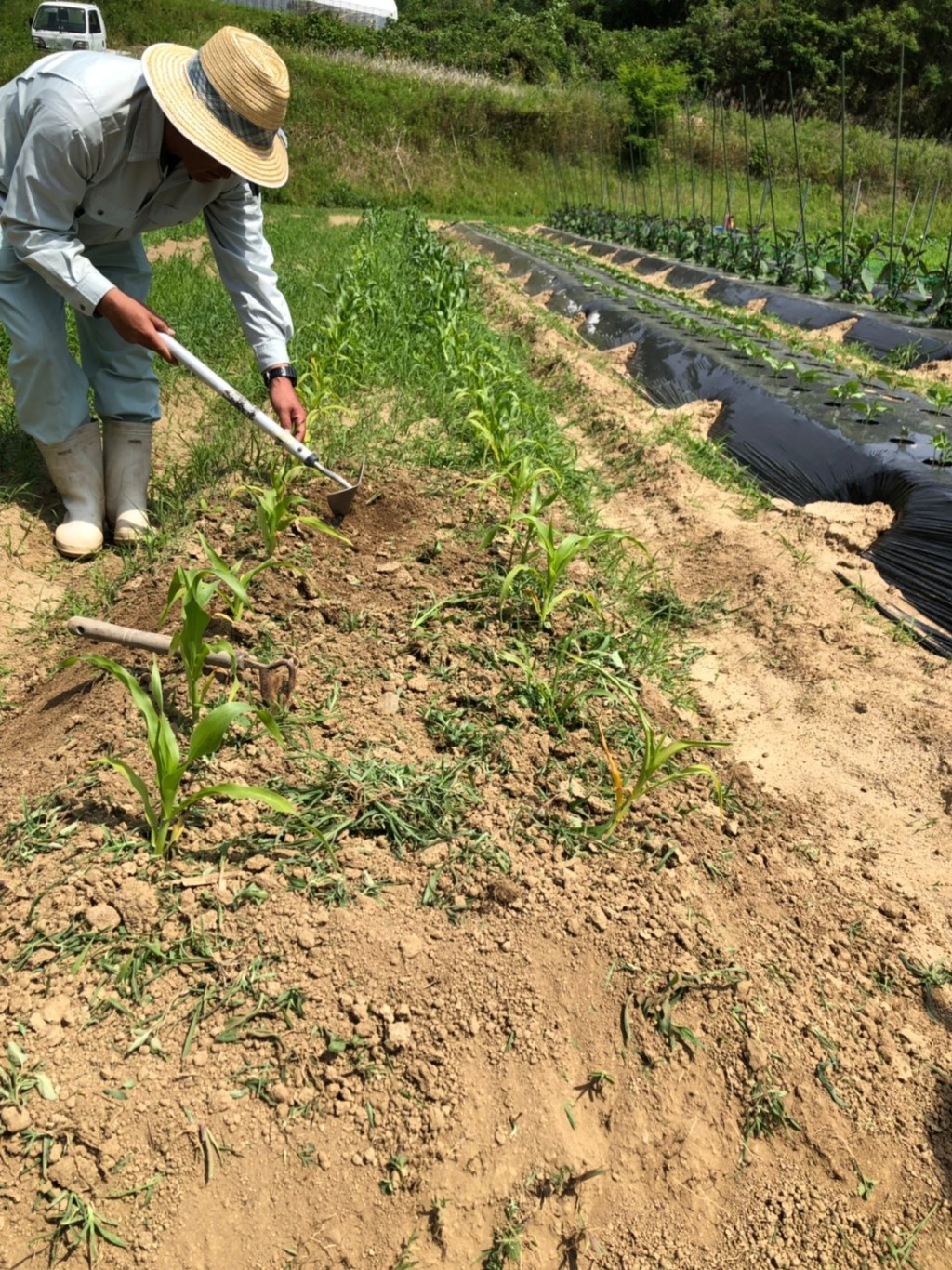 〜福岡　週末農業（第4回目作業）〜　ピーマン、初収穫！