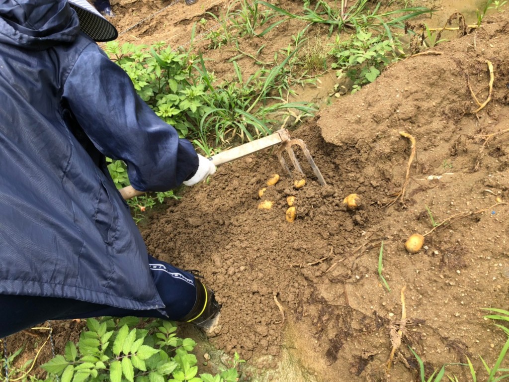 〜福岡　週末農業（第5回目作業）〜　春じゃがいもとピーマンとおナス様の収穫。サツマイモの苗植え。