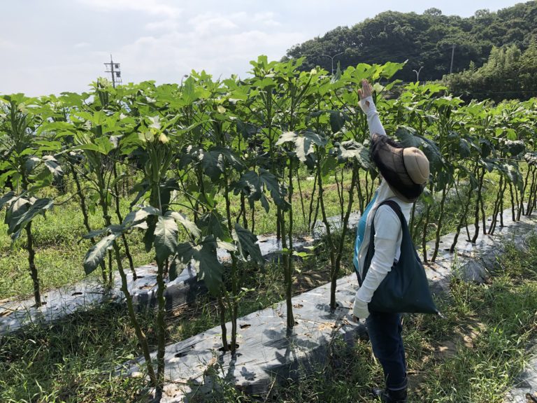 〜福岡　週末農業（第8回目作業）〜　春夏野菜、最後の収穫