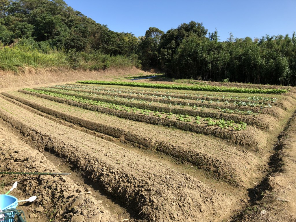 〜福岡　週末農業（第11回目作業）〜ほっこり♫しつつの間引き作業や畝の雑草とり