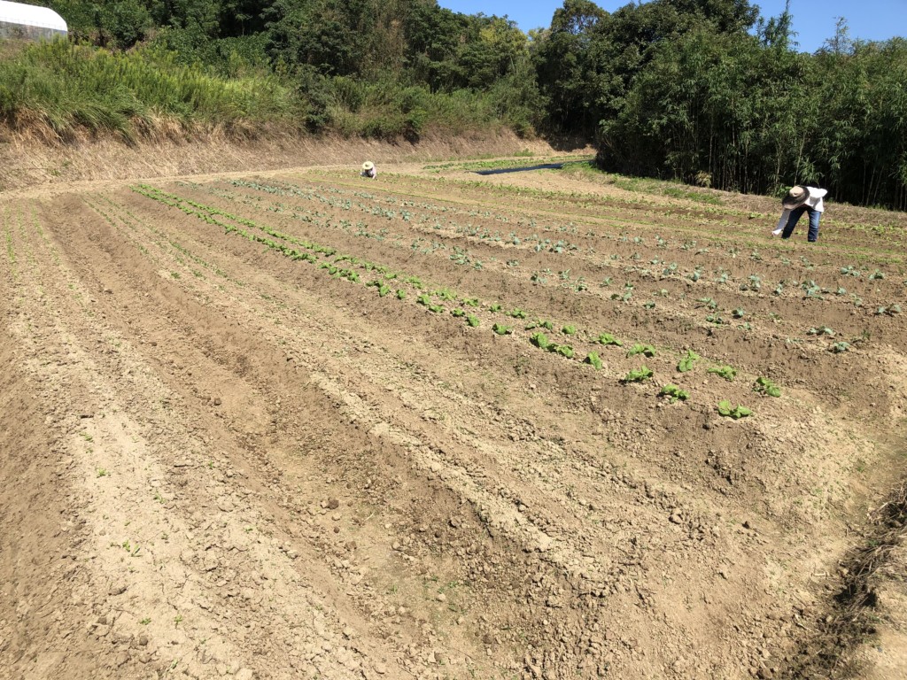 〜福岡　週末農業（第11回目作業）〜ほっこり♫しつつの間引き作業や畝の雑草とり