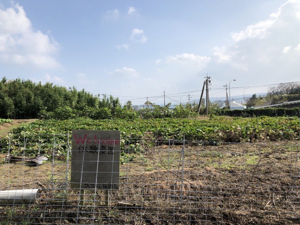 〜福岡　週末農業（第12回目作業）〜葉物野菜の成長、人参の間引き、サツマイモの収穫