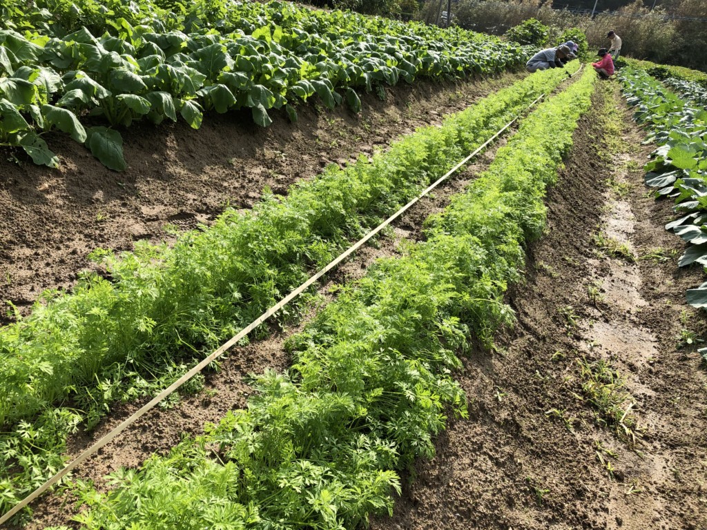 〜福岡　週末農業（第12回目作業）〜葉物野菜の成長、人参の間引き、サツマイモの収穫