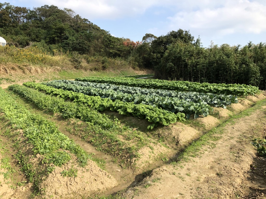 福岡,週末農業