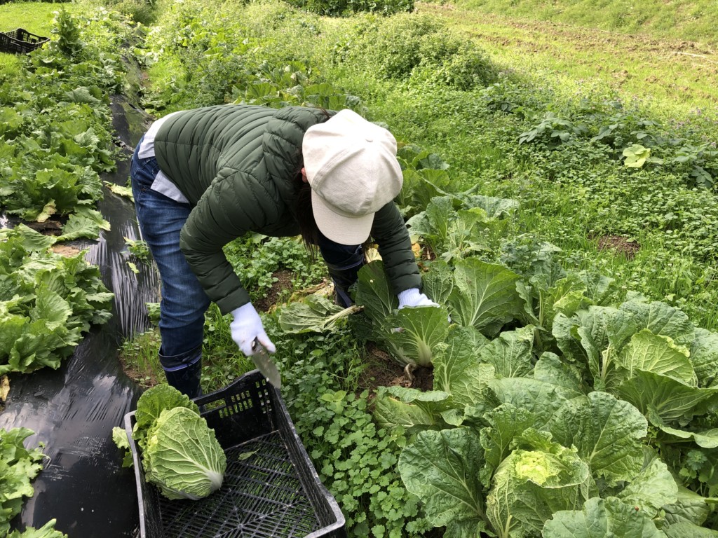 〜福岡　週末農業（第14回目作業）〜サツマイモ・大根・白カブ・葉物野菜の収穫祭