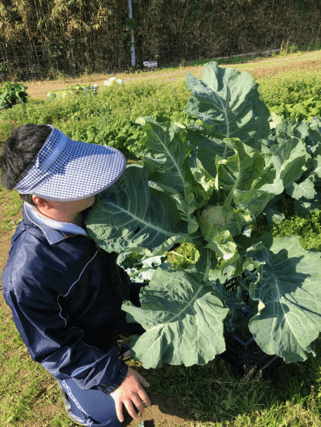 福岡　週末農業　カリフラワー