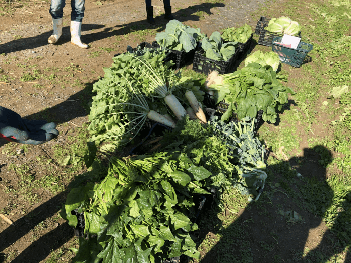 福岡　週末農業　収穫