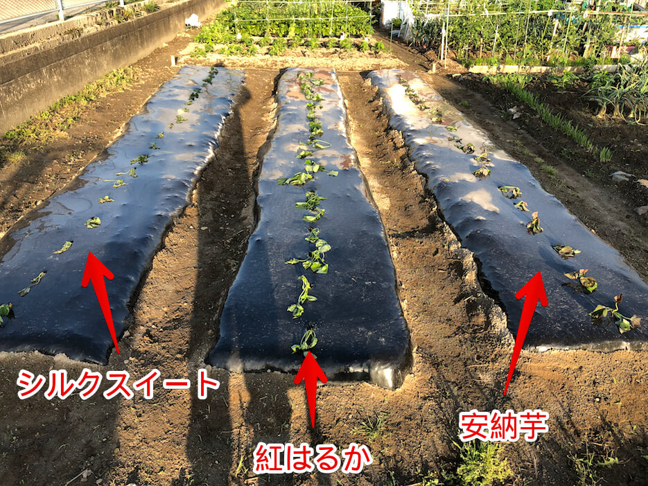 福岡 週末農業 サツマイモのツル植え 初心者でも簡単に植えられます とっとーとう Com