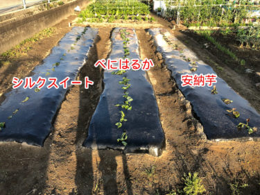 【福岡　週末農業】サツマイモのツル植え（初心者でも簡単に植えられます）