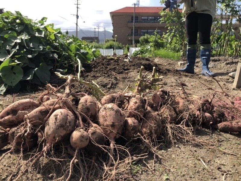 【福岡　週末農業】安納芋を収穫してみた