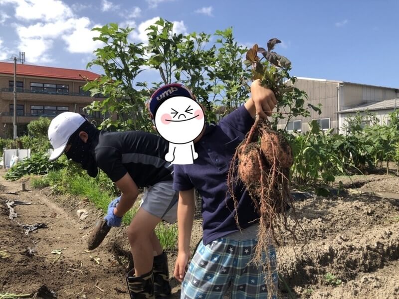【福岡　週末農業】安納芋を収穫してみた