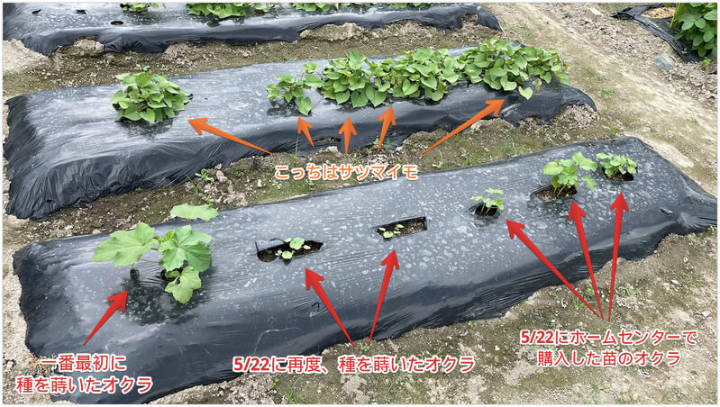 オクラの成長過程と液肥散布 貸し農園で栽培中