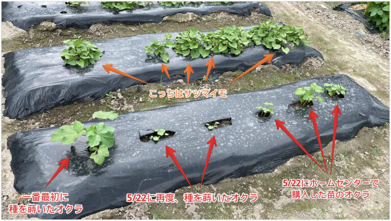 オクラの成長過程と液肥散布【貸し農園で栽培中】