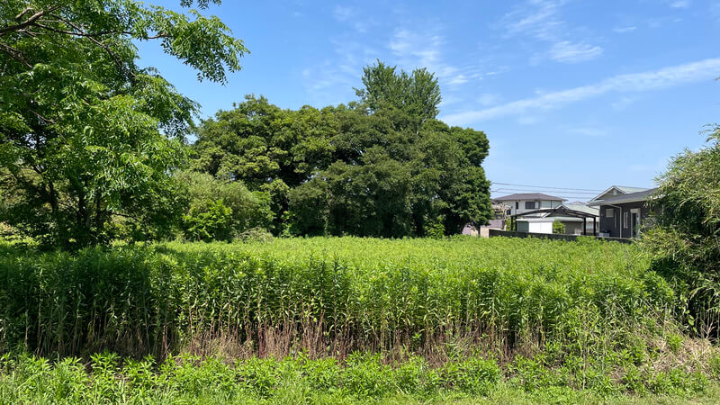 糸島の耕作放棄地